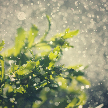 Water And Mist On Plants (1)