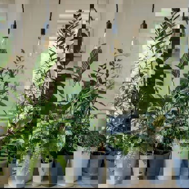 Home Sustainability Altogether